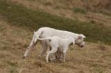 DOGUE ARGENTIN 231
